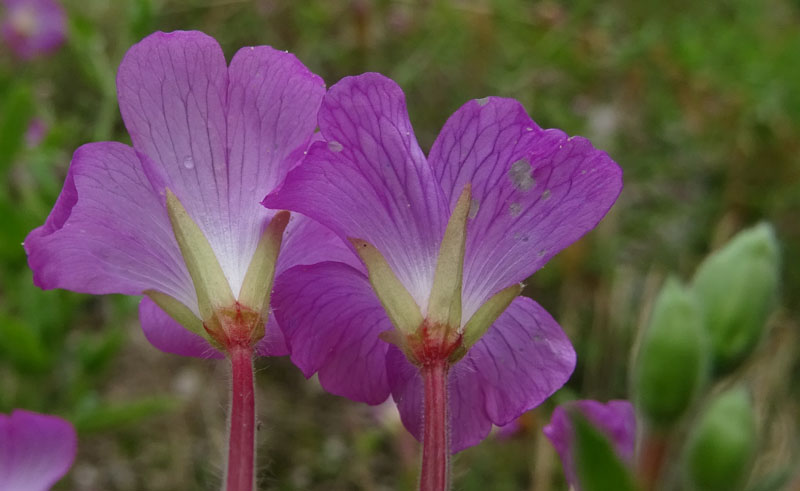 Epilobium hirsutum / Garofanino dacqua